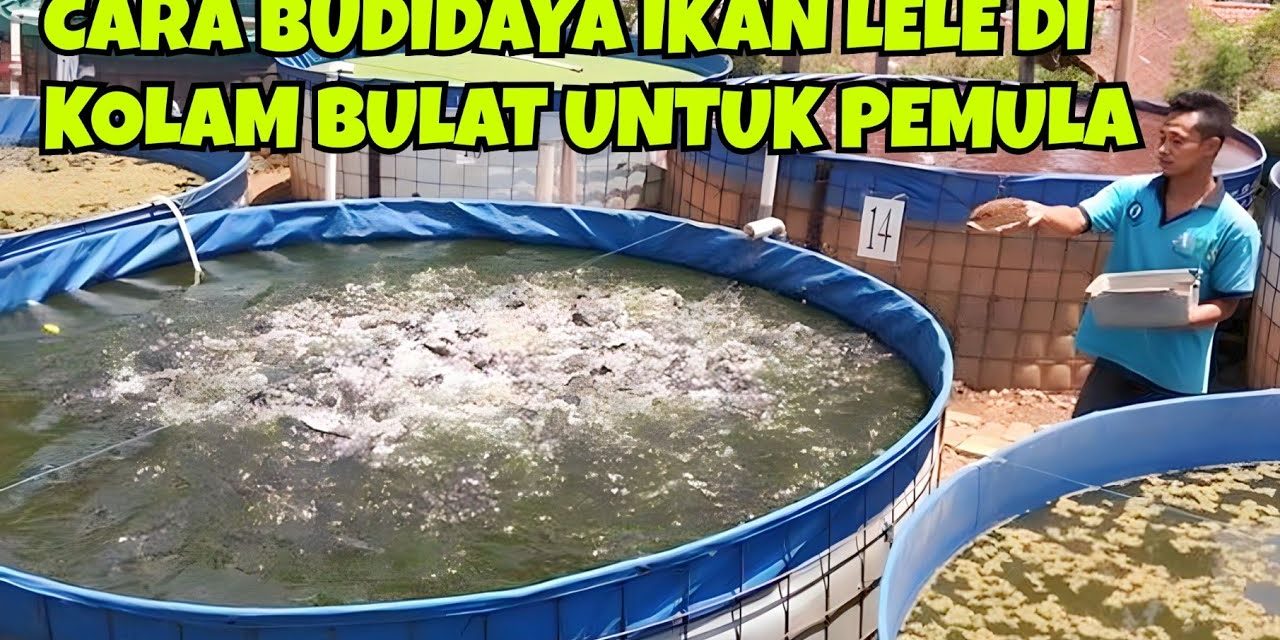 Ternak Ikan Lele Bisa Menjadi Bisnis Yang Menjanjikan Saat Ini