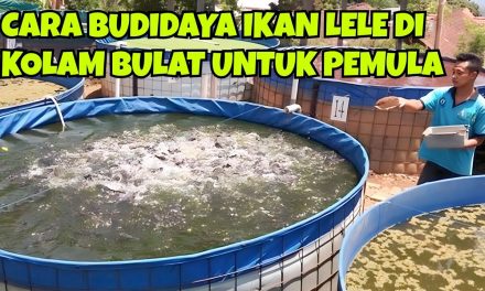 Ternak Ikan Lele Bisa Menjadi Bisnis Yang Menjanjikan Saat Ini