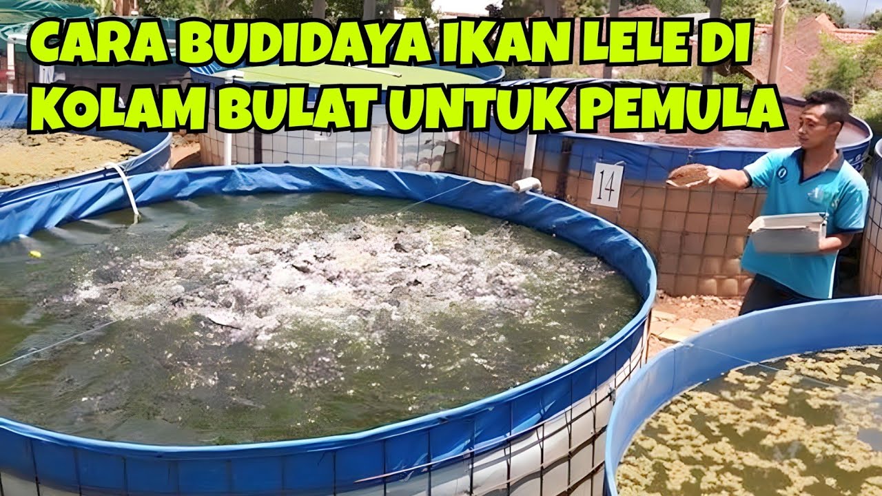 Ternak Ikan Lele