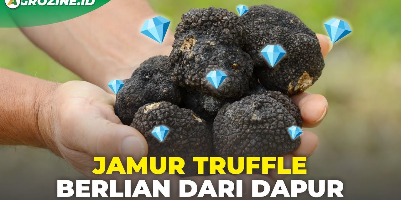 Keunikan Jamur Truffle Membuat Hidangan Anda Semakin Mahal