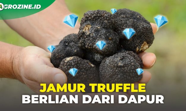 Keunikan Jamur Truffle Membuat Hidangan Anda Semakin Mahal