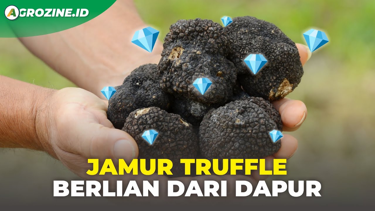 Keunikan Jamur Truffle