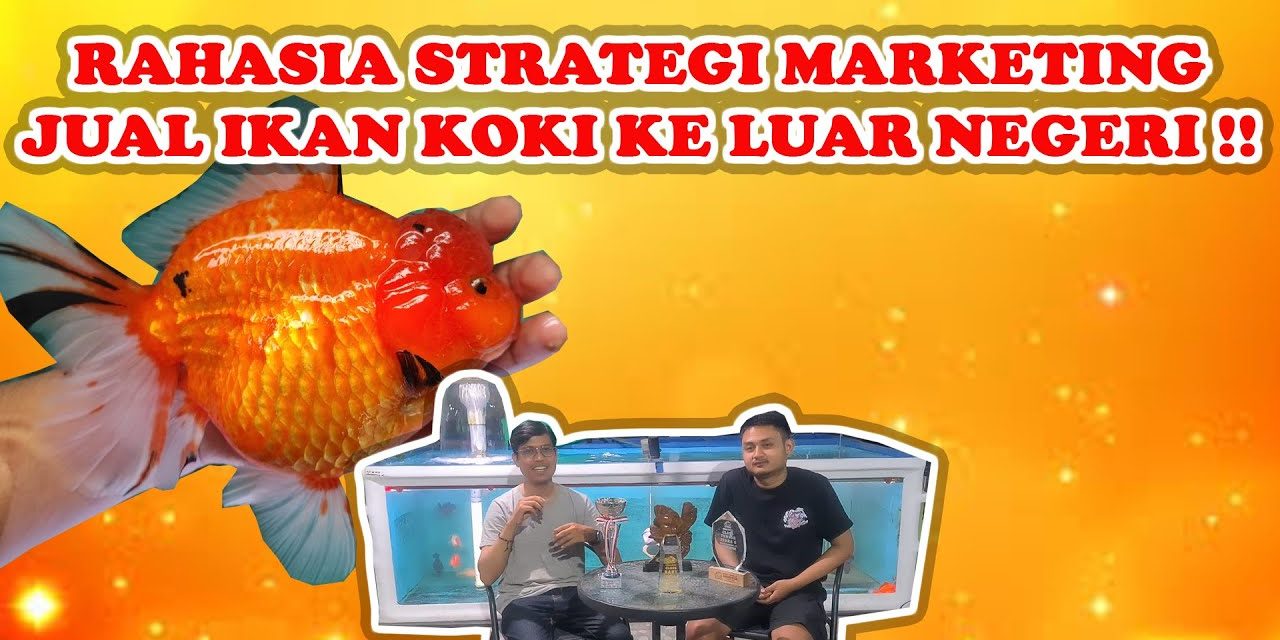 Ide Bisnis Ikan Koki: Hadirkan Peluang Emas Di Dunia Aquascape