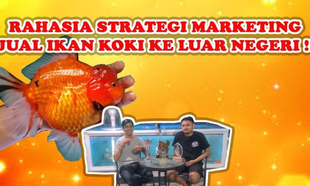 Ide Bisnis Ikan Koki: Hadirkan Peluang Emas Di Dunia Aquascape