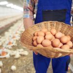Perusahaan Ayam Pilgrim’s Bangun Pabrik Rp6,4 Triliun Di Georgia