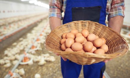Perusahaan Ayam Pilgrim’s Bangun Pabrik Rp6,4 Triliun Di Georgia
