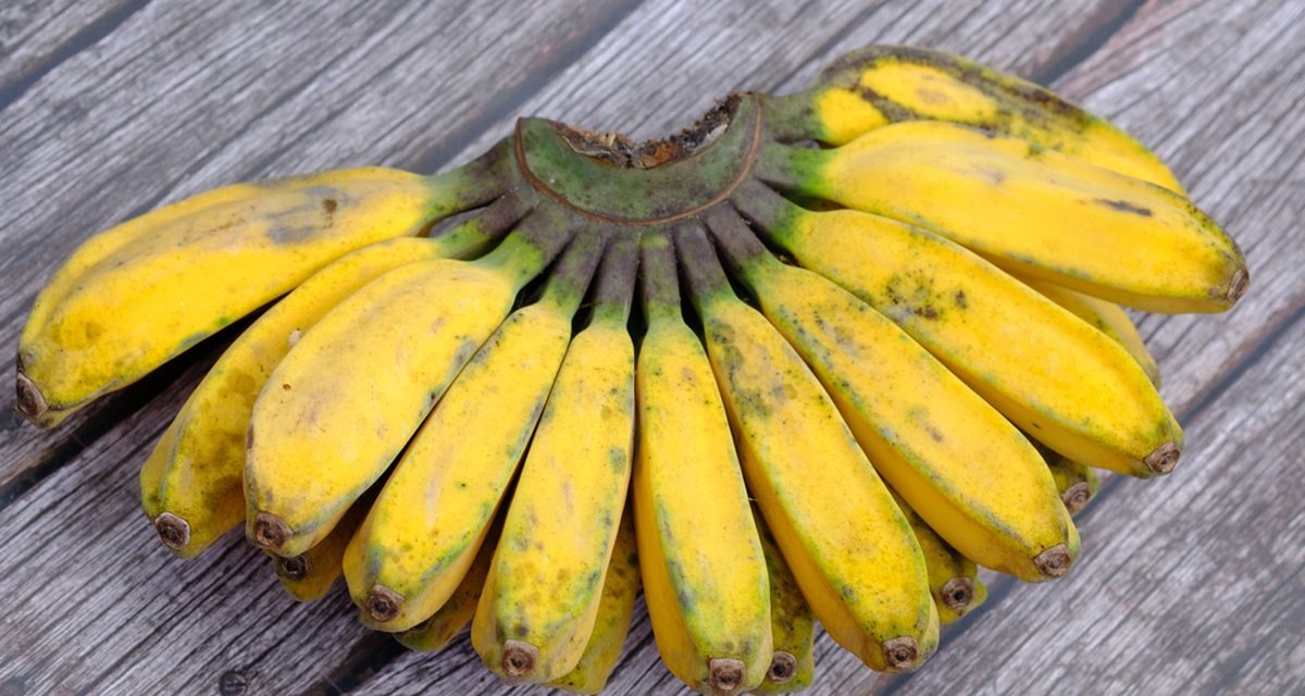Jenis Pisang Terbaik Buat Pisang Goreng