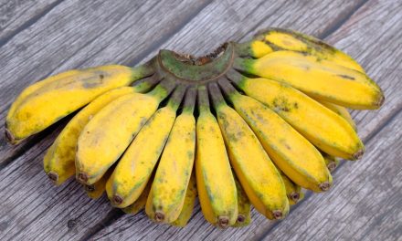 Jenis Pisang Terbaik Buat Pisang Goreng