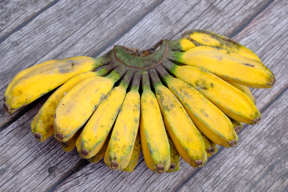 Jenis Pisang