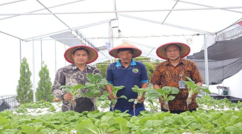 Bisnis Budidaya Pakcoy Peluang Agribisnis Yang Menjanjikan